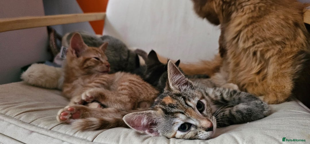 Mixed Breed cats for sale: 2 tabby males are available and ready for new home in Bristol - Image 13