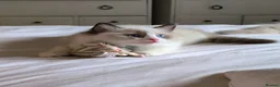 Ragdoll cats for sale: Tica Ragdoll kittens imperial grand champion lines - Advert 12