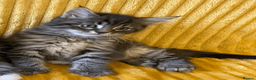 Maine Coon cats for sale: Maine Coon Absolutely Beautiful Kittens For Sale  - Advert 8