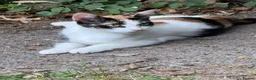 Mixed Breed cats for sale: 3 adorable kittens for purrfect homes in High Wycombe - Advert 4