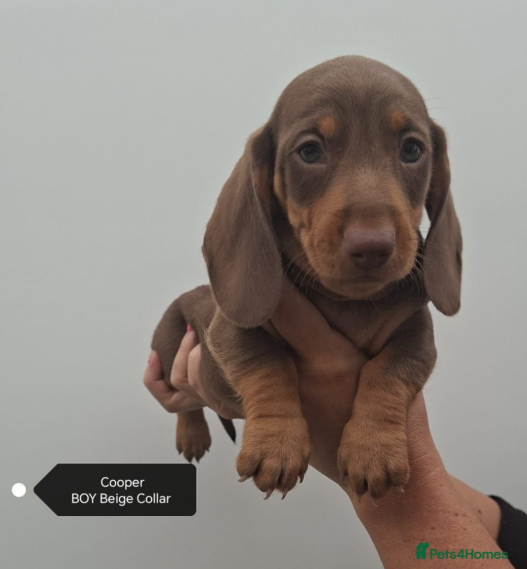 Dachshund dogs Pra Clear Minature Daushaund Puppies  - Advert 2