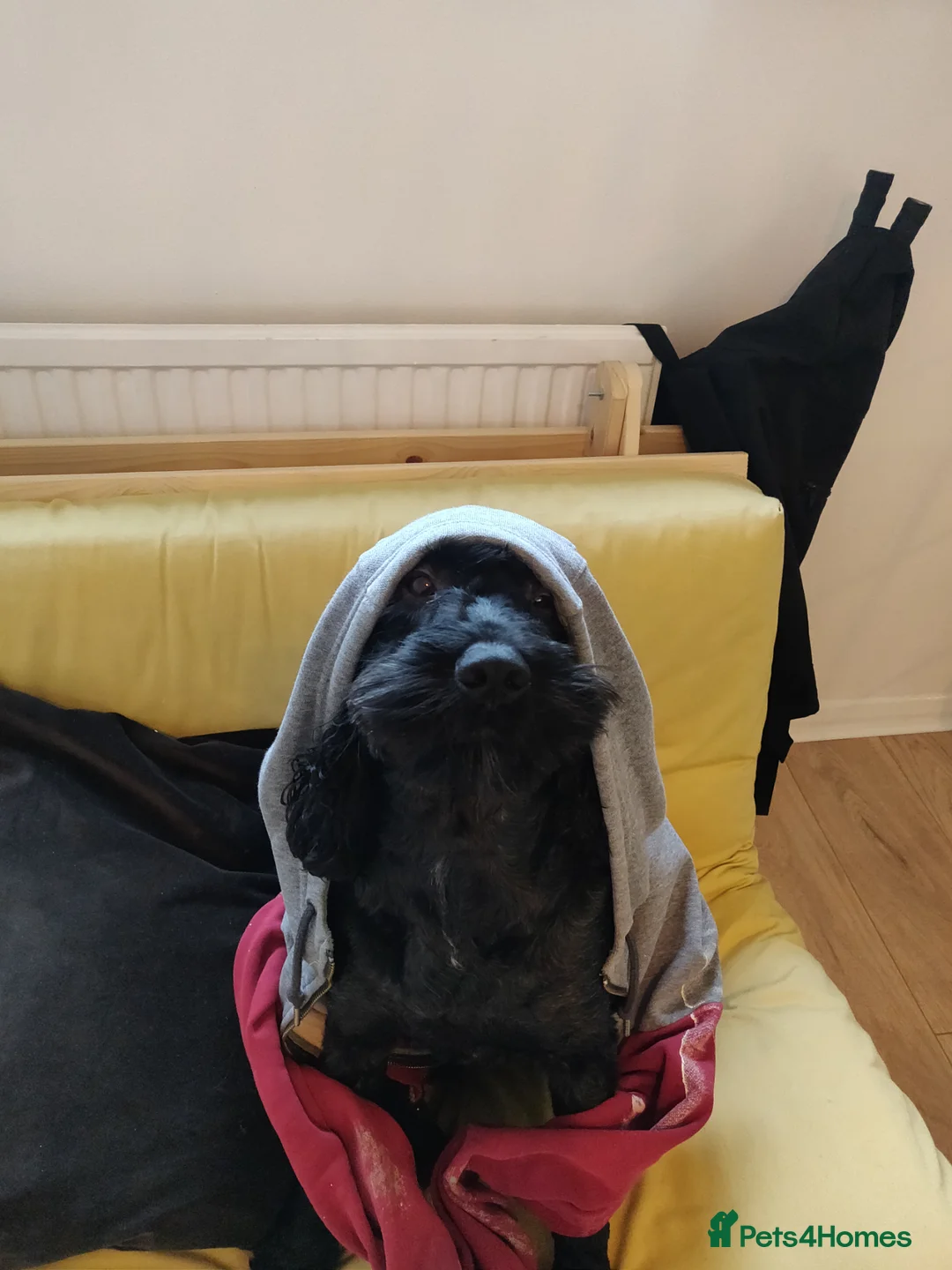 Cockapoo dogs for sale: Lovely Cockapoo Looking for a New Home - Advert 3