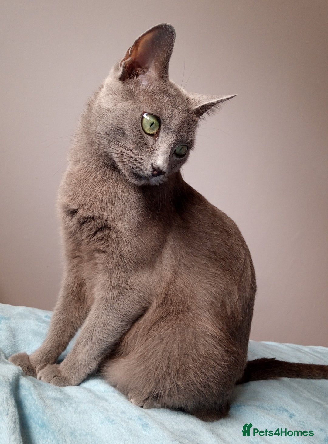 Russian Blue cats for sale: Russian Blue Kittens - 2 Boys left - Image 3