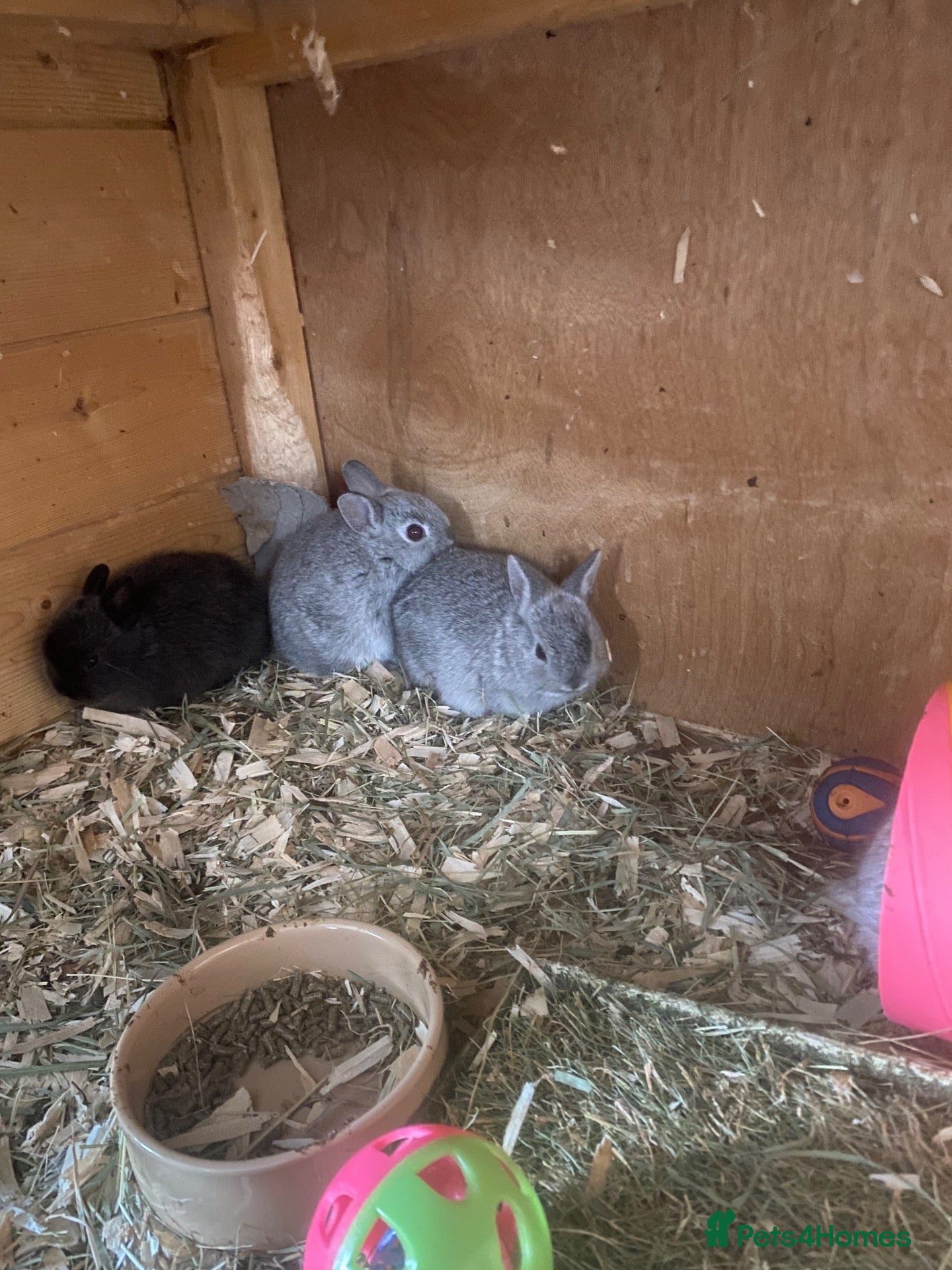 Netherland Dwarf rabbits for sale: Beautiful baby Netherland dwarfs  - Advert 2