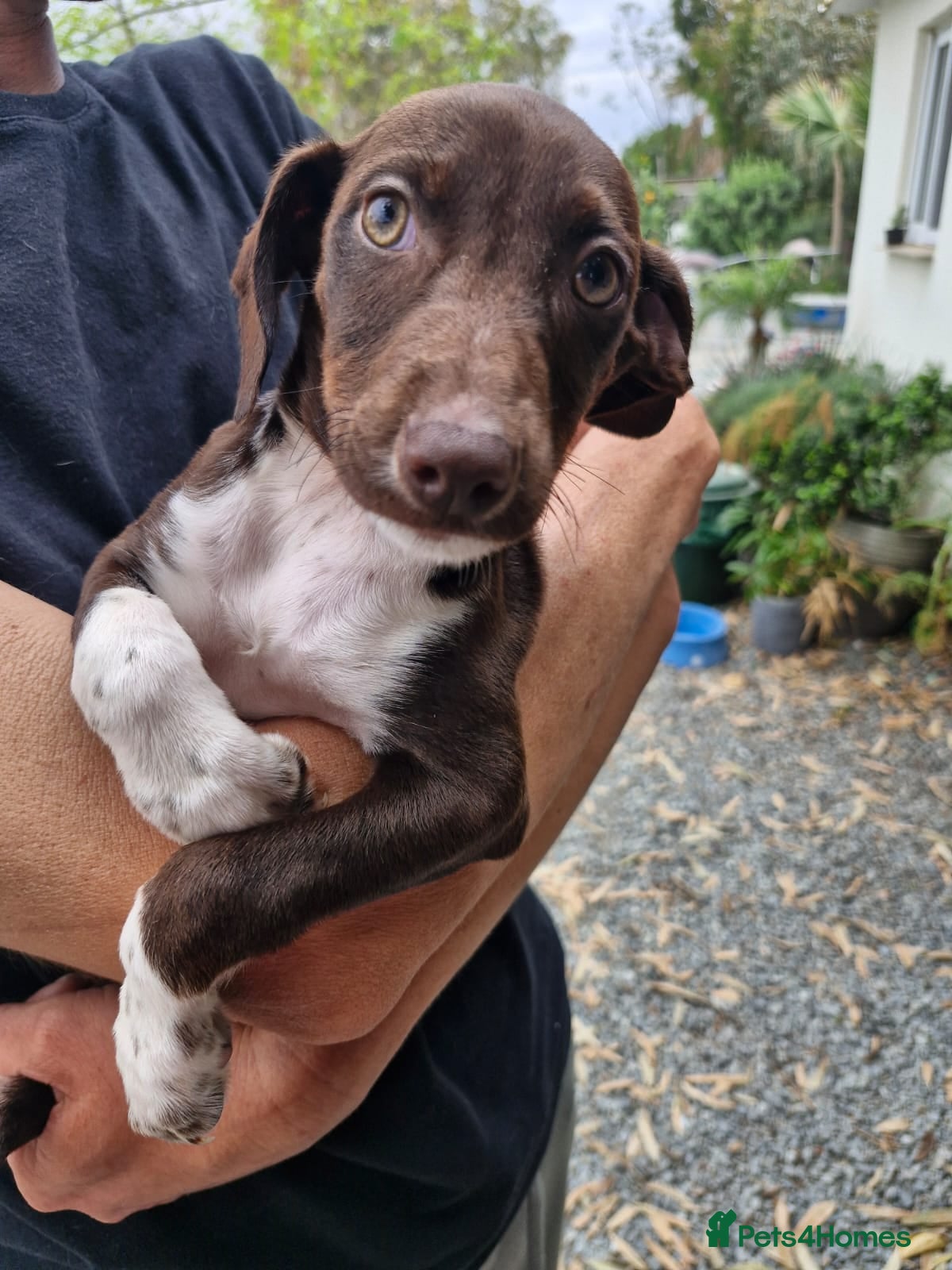 Mixed Breed dogs for adoption: ✨ LUNA IS READY FOR HER FOREVER HOME ✨ in Maidstone - Advert 7
