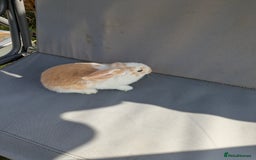 Mini Lop rabbits for sale: Beautiful mini lop bunnies 🐇🐰 - Image 12