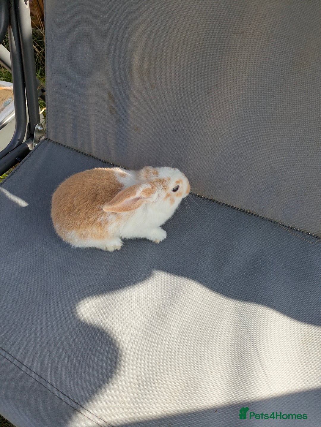 Mini Lop rabbits for sale: Beautiful mini lop bunnies 🐇🐰 - Image 12