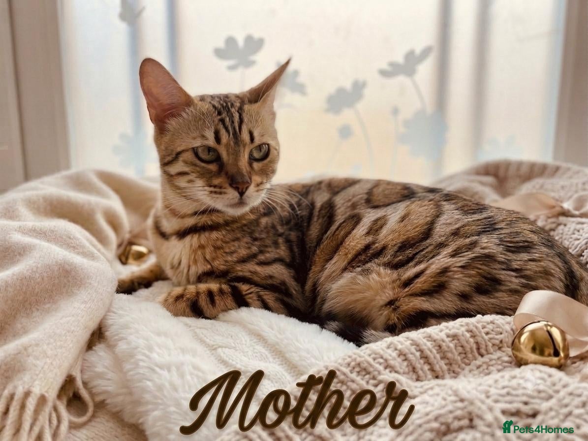 Bengal cats 😺5 Exceptional Bengal Kittens 😸 male - Advert 2