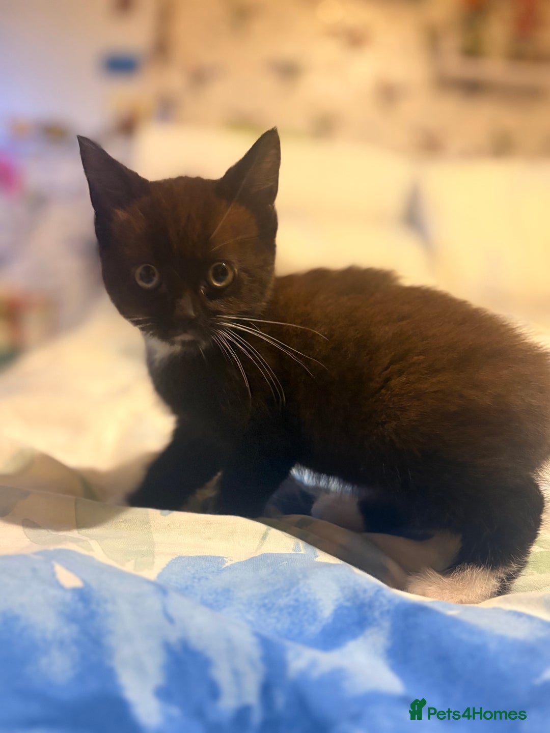 Mixed Breed cats for sale: 3 Stunning Kittens Ready to Go! - Advert 5