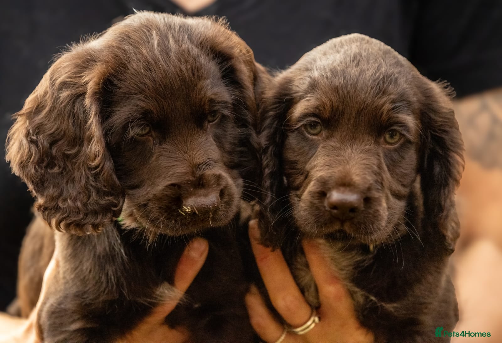 Cocker Spaniel dogs Beautiful Chocolate Cocker Spaniel boy left  - Advert 1