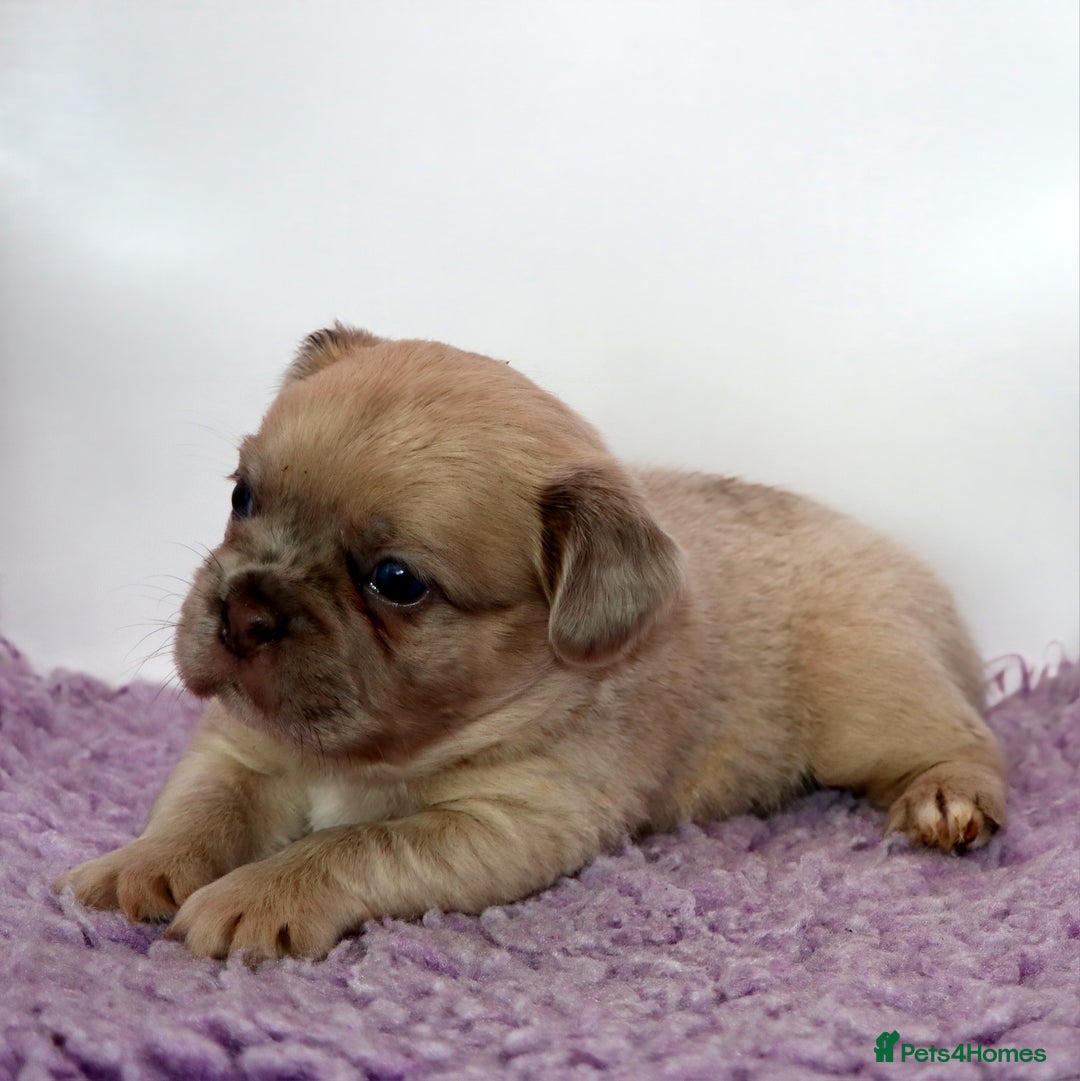 French Bulldog dogs for sale: Fluffy french bulldogs carrying Pink & Testable  - Image 16