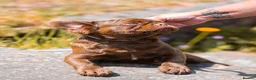 French Bulldog dogs for sale: 2 chocolate boys  - Advert 5