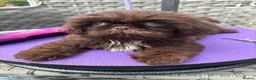 Shih Tzu dogs for sale:  Ready Now KC & DNA Health Tested - Advert 1