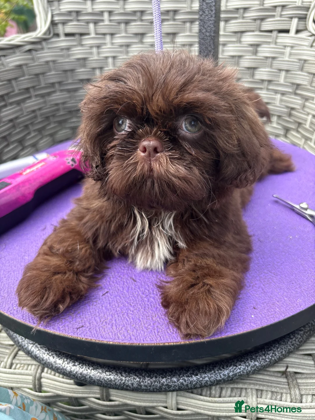 Shih Tzu dogs for sale:  Ready Now KC & DNA Health Tested - Advert 1