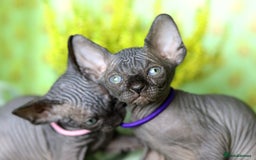 Sphynx cats for sale: Bloodline Sphynx Kittens  - Image 5