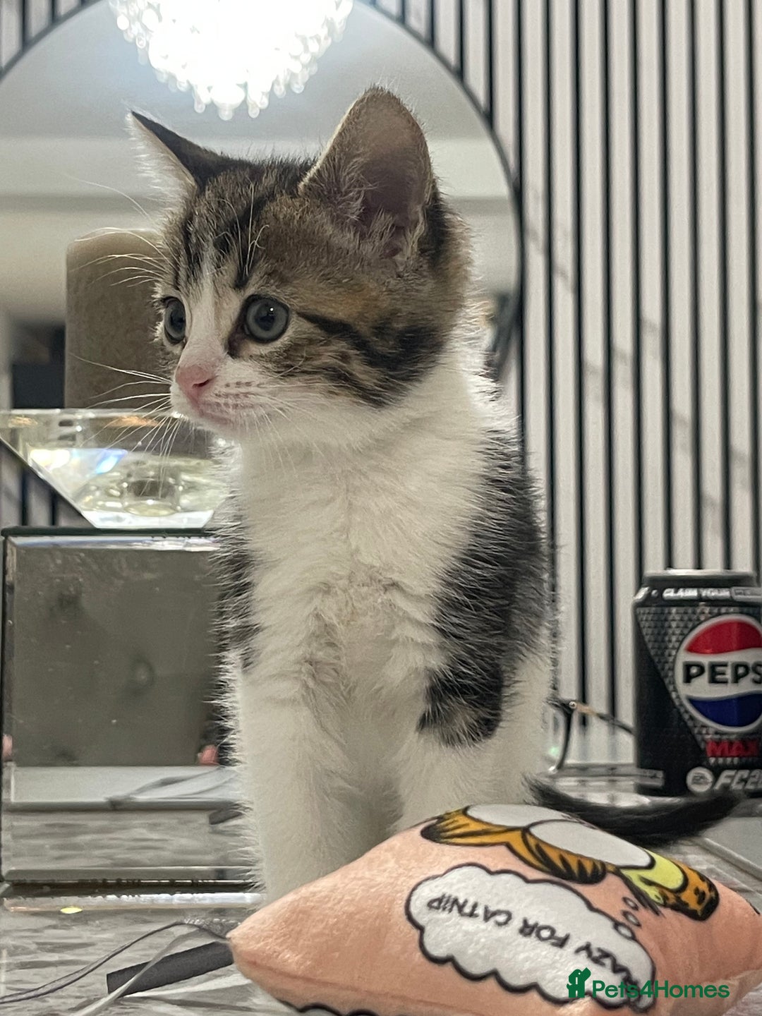 Mixed Breed cats for sale: Kittens available 8 weeks old  - Advert 11