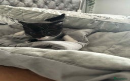 Mixed Breed cats for sale: Mixed breed cats  - Image 7