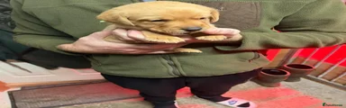 Labrador Retriever 1