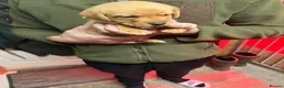 Labrador Retriever dogs for sale: Working labrador puppies  in Seascale - Advert 4