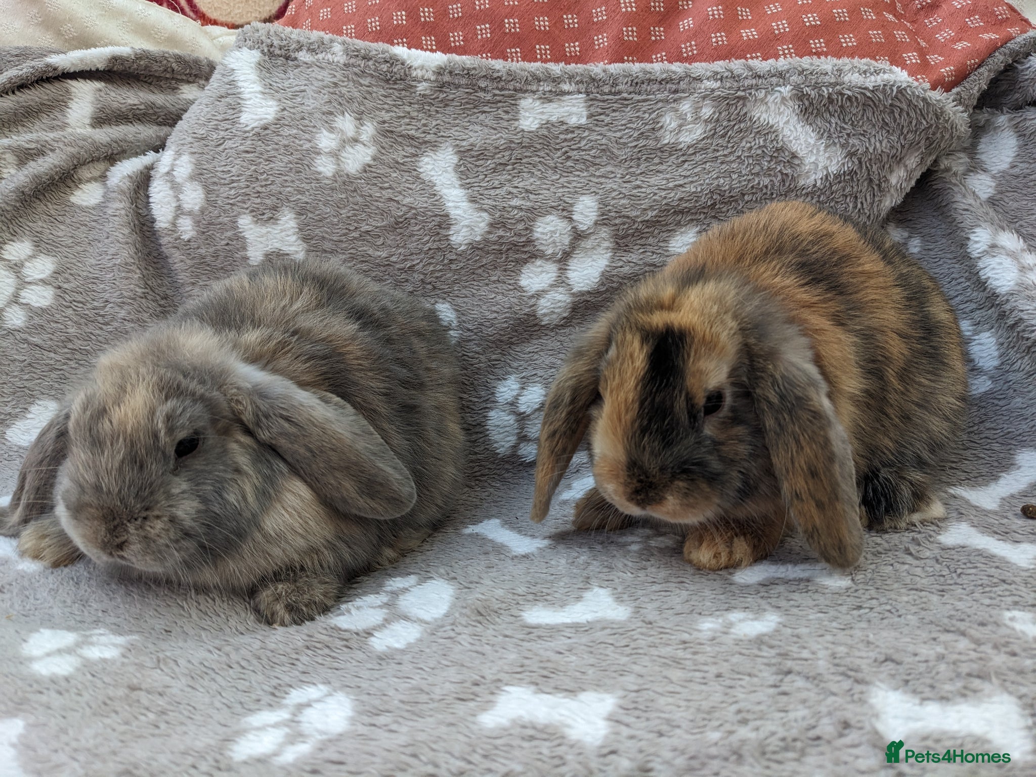Mini Lop rabbits Mini lop rabbits  - Advert 1