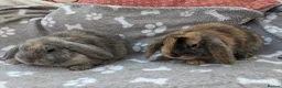 Mini Lop rabbits for sale: Mini lop rabbits  in Yeovil - Advert 1