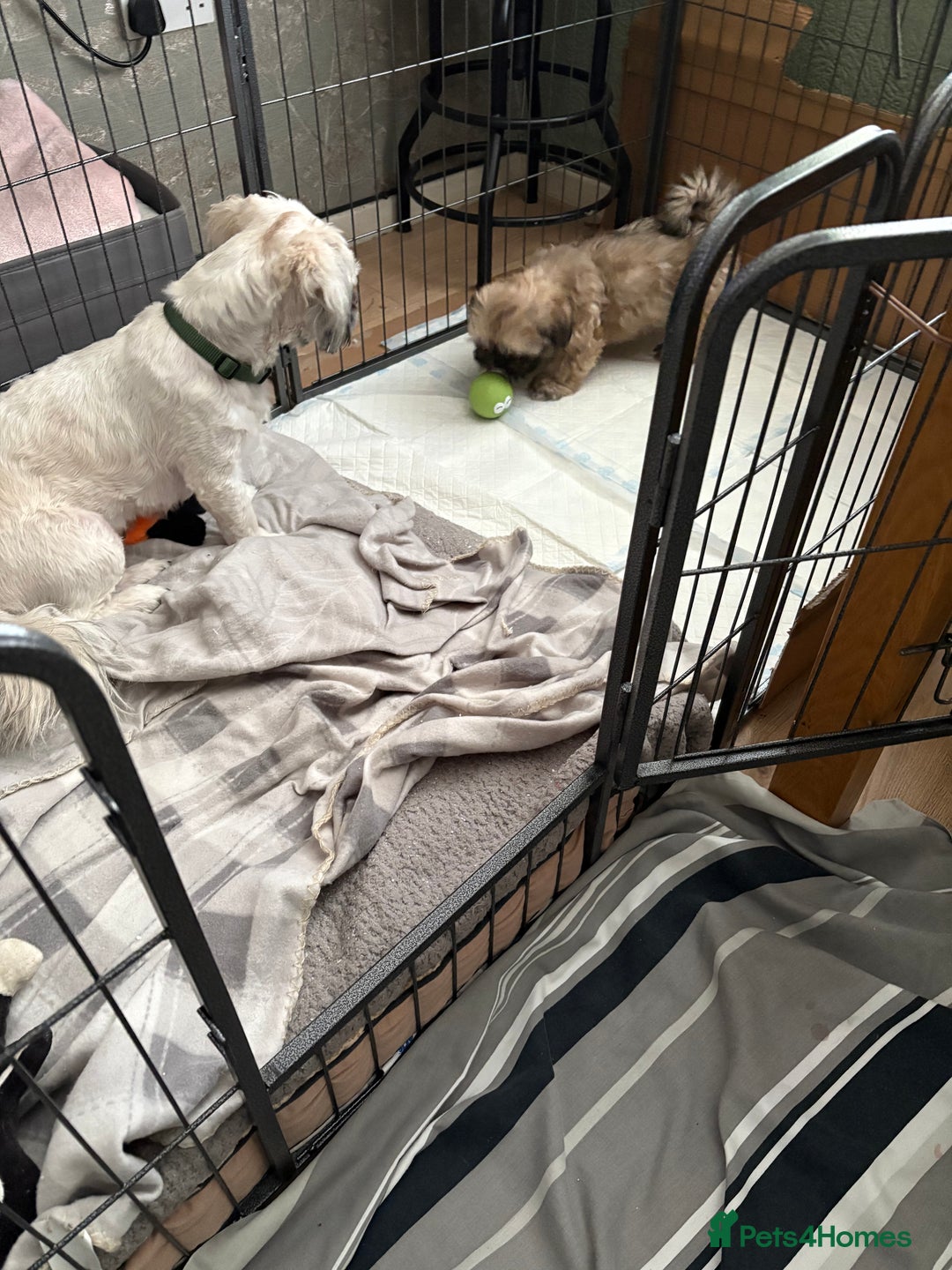 Shih Tzu dogs for sale: ShihTzu Puppy - Advert 1