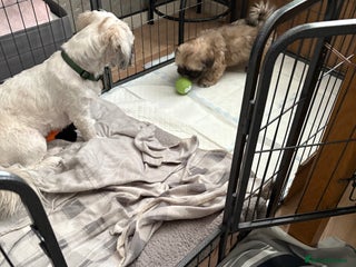 Shih Tzu dogs ShihTzu Puppy - Advert 4