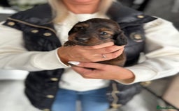 Miniature Dachshund dogs for sale: Miniature long-haired dachshunds - Image 17