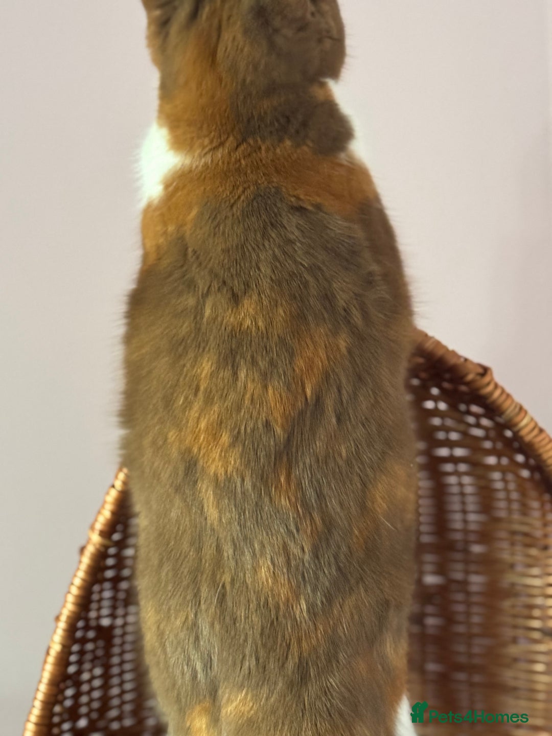 British Shorthair cats for sale: Beautiful cinnamon tortie white ticked TICA reg - Advert 7