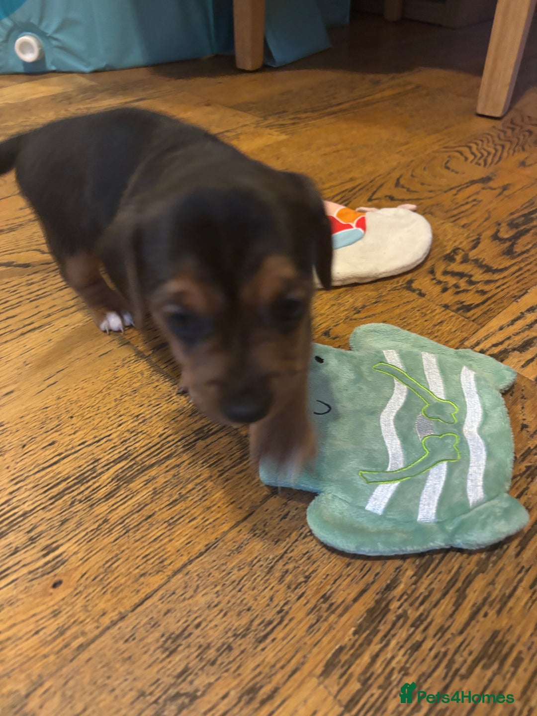 Mixed Breed dogs for sale: Jug and miniature dachshund mix pups - Image 9