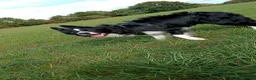 Border Collie dogs for sale: Looking for a forever home - Advert 14