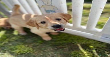 Golden Retriever dogs - Advert 4