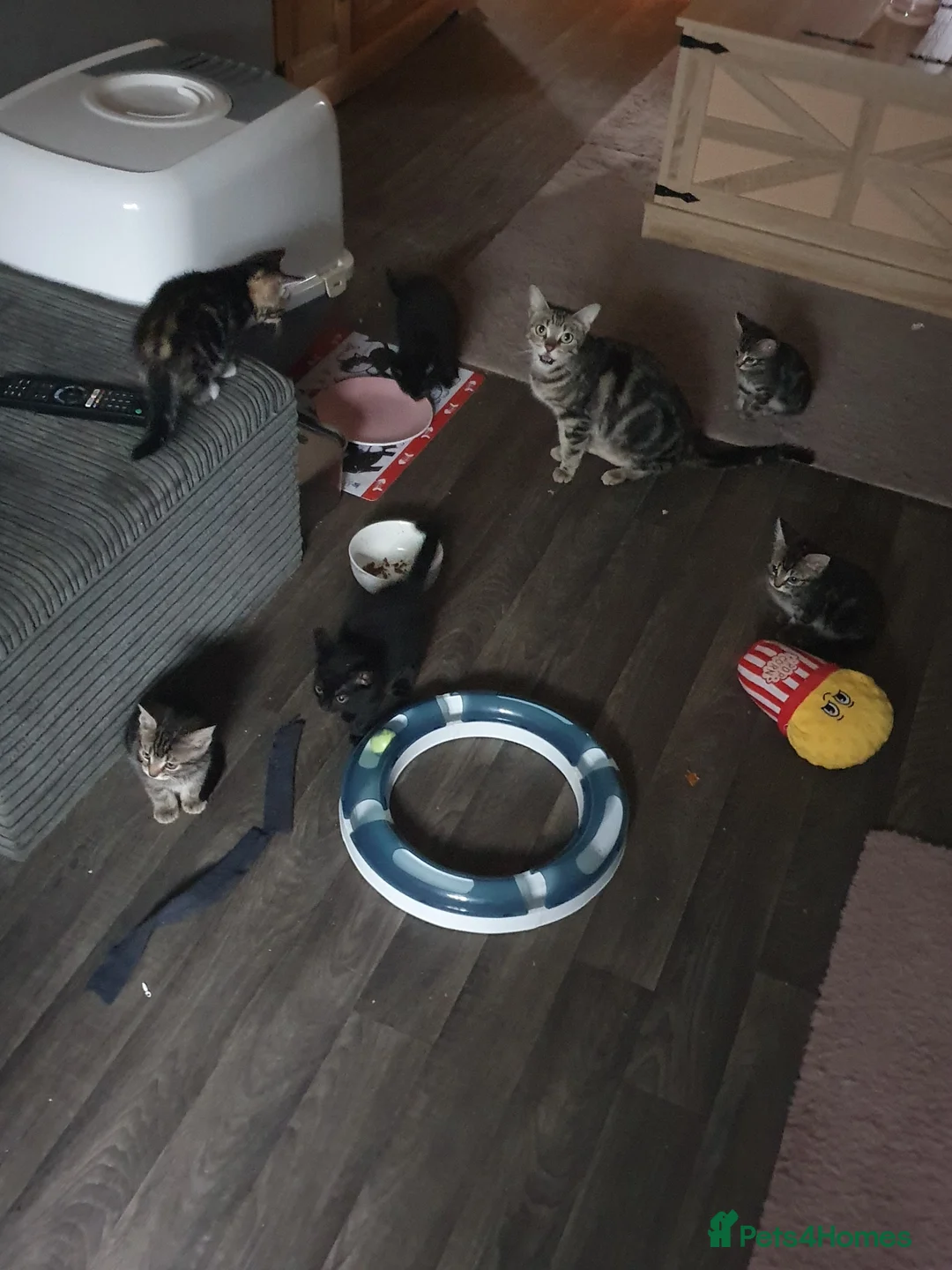 Mixed Breed cats for sale: Tabby and black kittens in Sheerness - Advert 1
