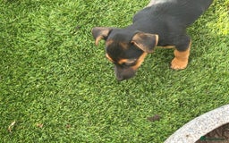 Jack Russell dogs for sale: Short haired, short legged jack Russells - Image 3