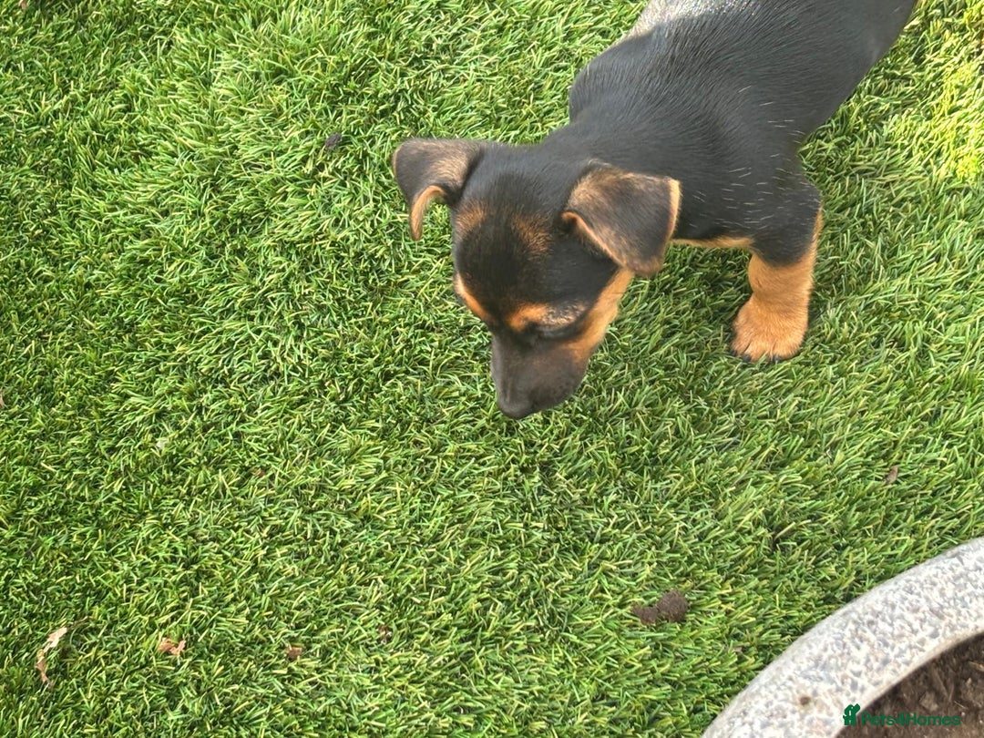 Jack Russell dogs for sale: Short haired, short legged jack Russells - Image 3