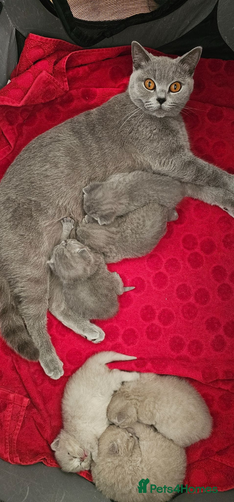 British Shorthair cats GCCF BSH Lovely Kittens - Advert 1