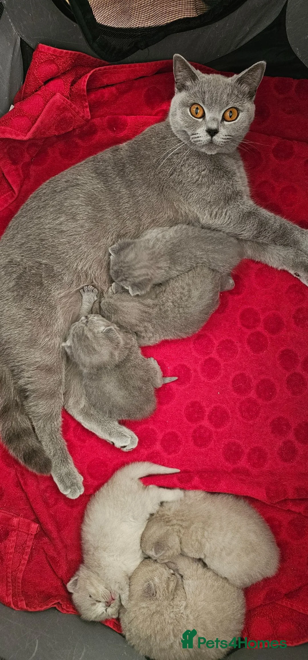 British Shorthair cats for sale: GCCF BSH Lovely Kittens - Advert 1