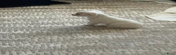 Chihuahua dogs for sale: Cream & Red Chihuahua Girl - Advert 9