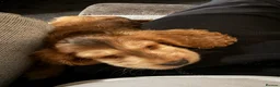 Cocker Spaniel dogs for sale: Cocker spaniel show type  - Advert 5