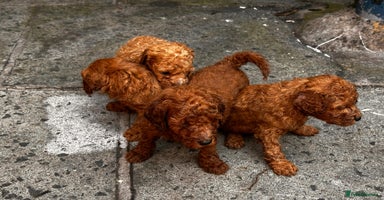 Toy Poodle dogs - Advert 9