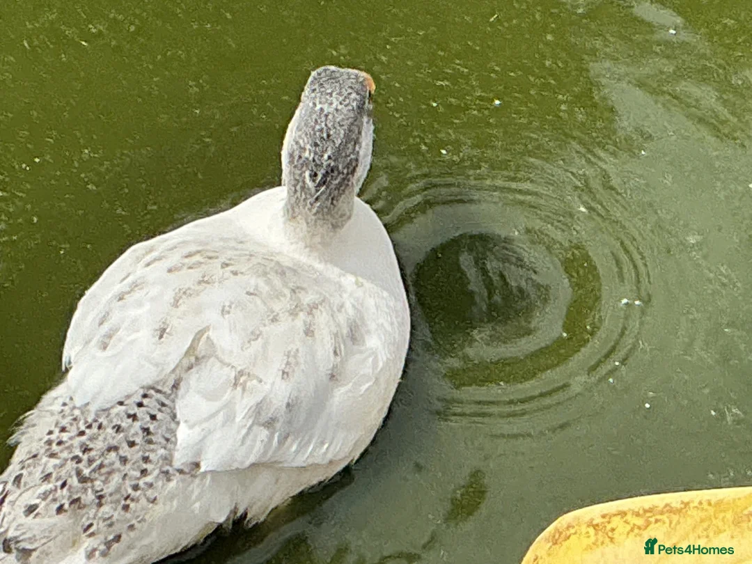 Ducks poultry for sale: Miniature Silver Appleyard Duck and Drake Pair - Advert 6