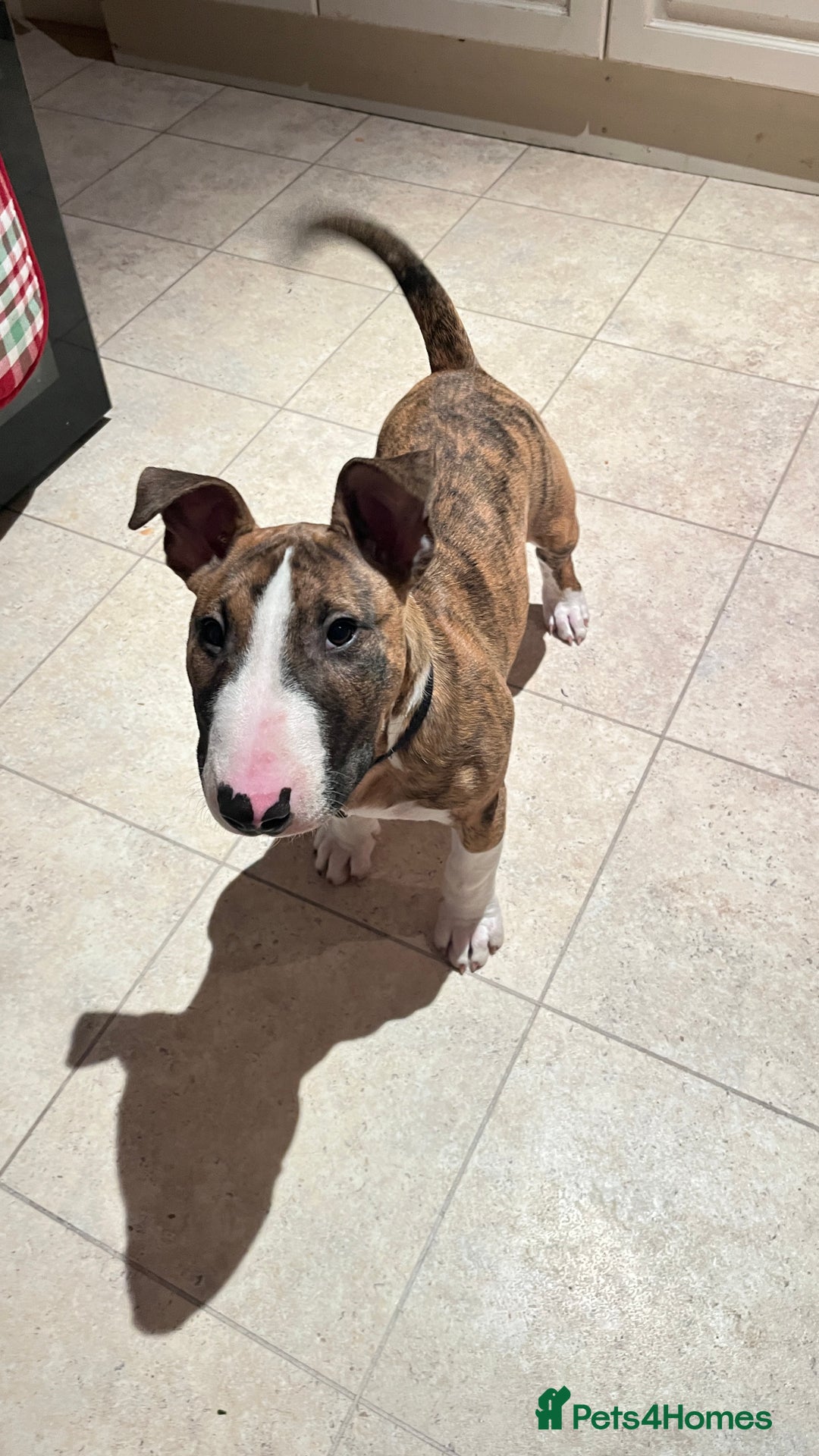 English Bull Terrier dogs for sale: English Bull Terrier male puppy  - Advert 1