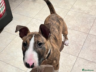 English Bull Terrier dogs English Bull Terrier male puppy - Advert 1