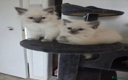 Ragdoll cats for sale: Pure blue mitted Ragdoll kittens - Image 8