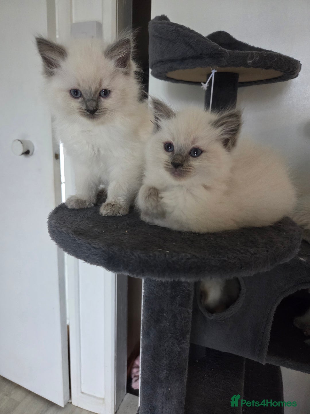 Ragdoll cats for sale: Pure blue mitted Ragdoll kittens - Image 8