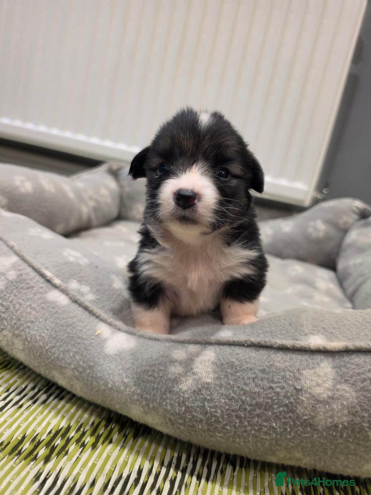 Welsh Corgi Pembroke dogs 9 ADORABLE CORGIS🐾💖💙DNA HEALTH TESTED PARENTS🧬 - Advert 2