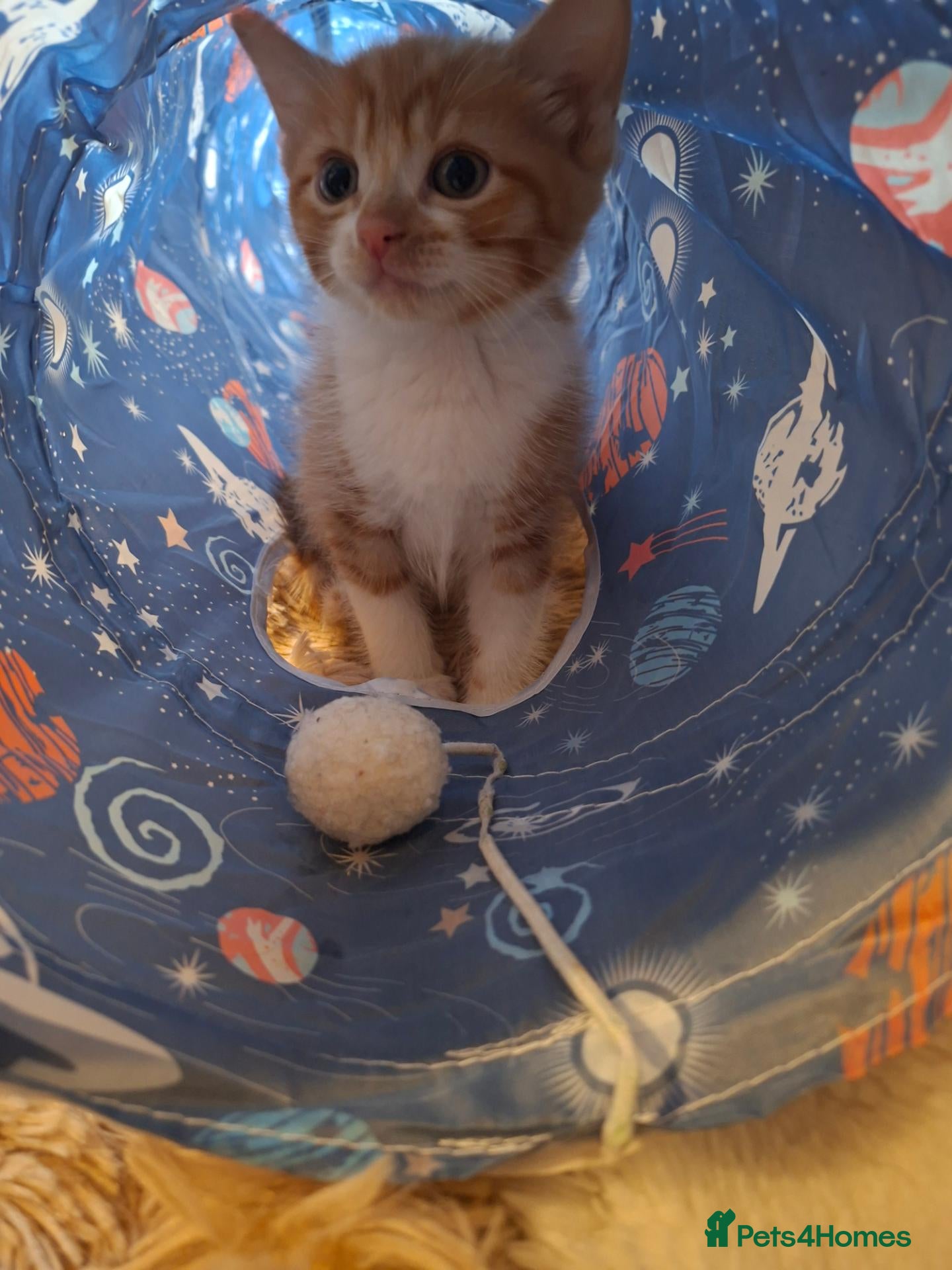 Mixed Breed cats Kittens: Black Ginger, Mixed, - Advert 1