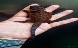 Bearded Dragon reptiles for sale: Pogona vitticeps + vitticeps/Barbata hybrids - Image 1