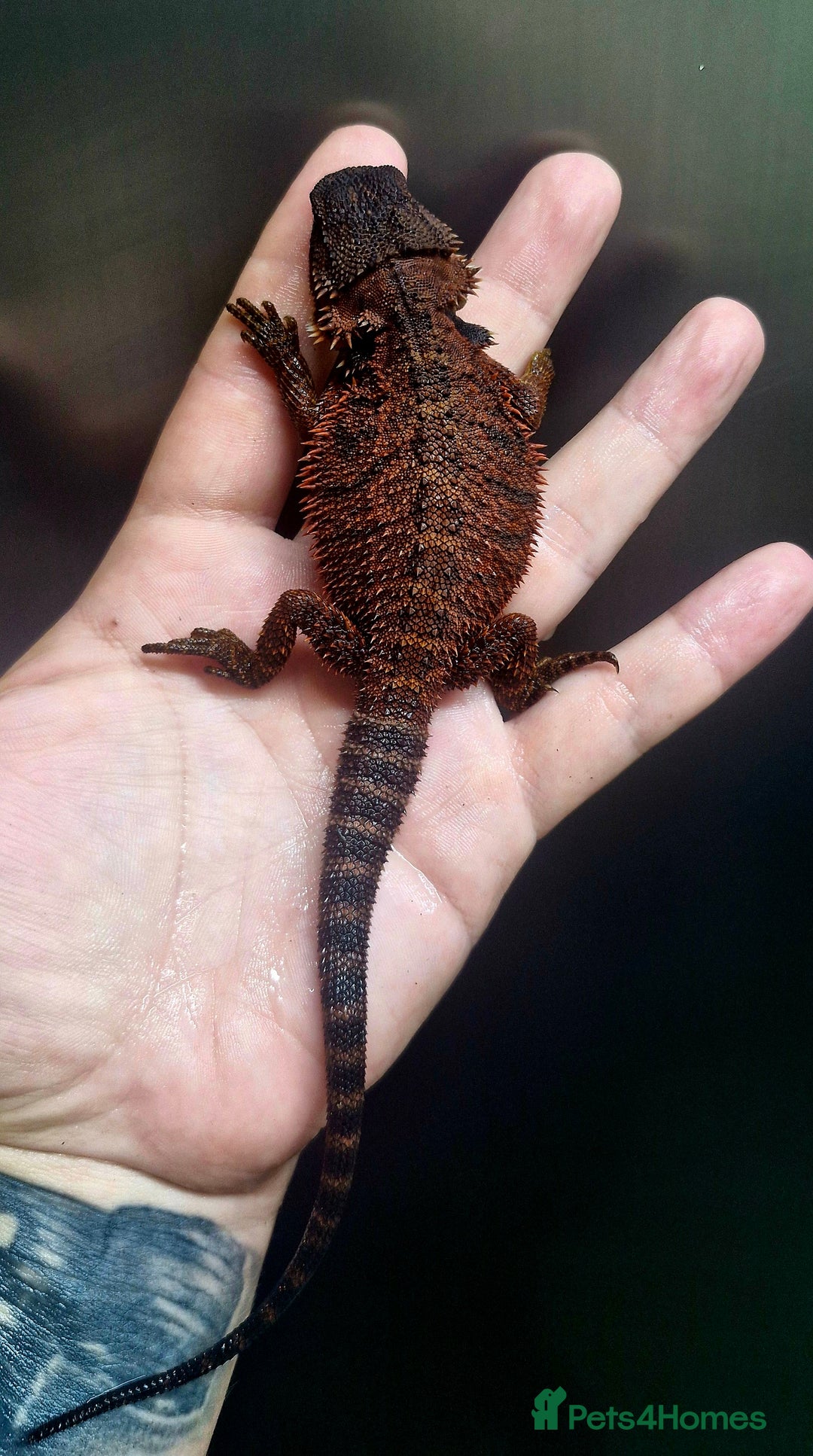 Bearded Dragon reptiles for sale: Pogona vitticeps + vitticeps/Barbata hybrids - Image 1