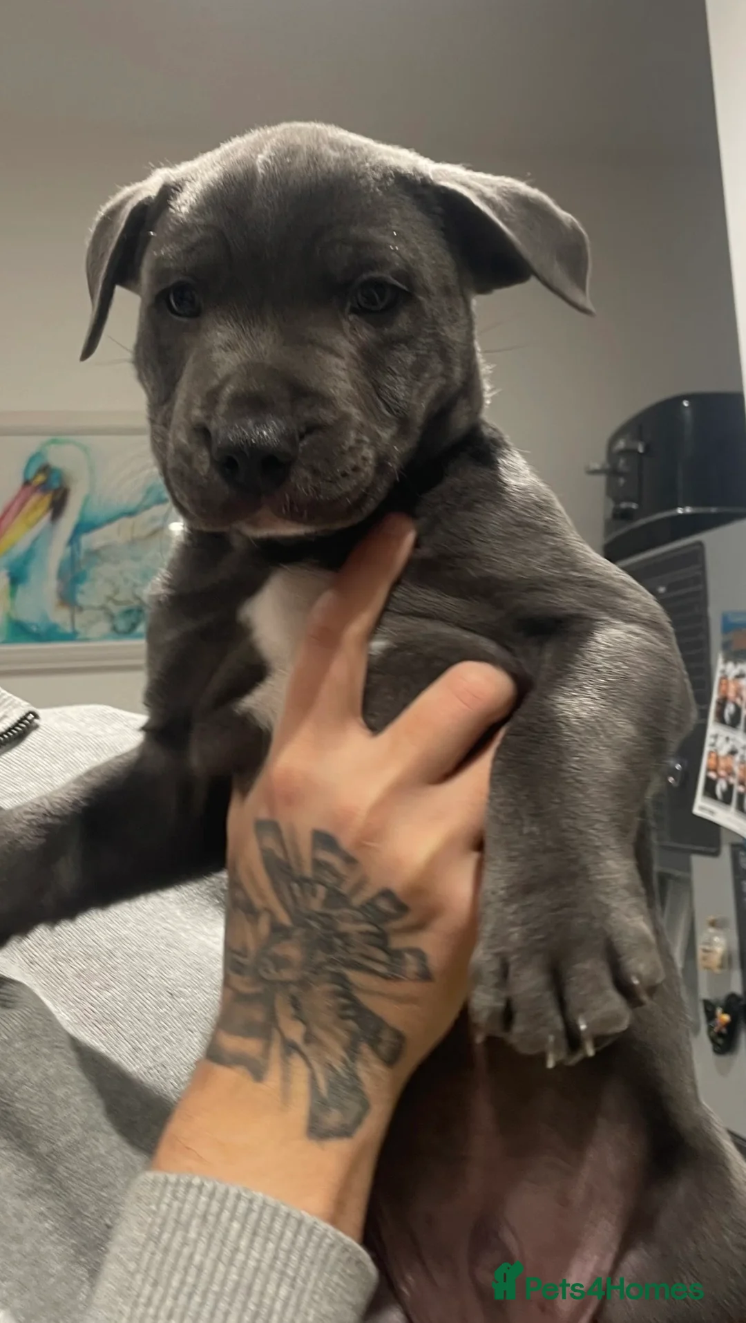 Staffordshire Bull Terrier dogs for sale: Blue staffie puppies   - Advert 35